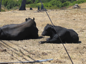 Two black bulls sitting in the sun with the BIG BULL